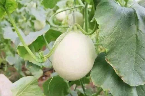 商洛网红吃瓜事件,揭秘网络舆论的风云变幻 第3张 商洛网红吃瓜事件,揭秘网络舆论的风云变幻 第3张